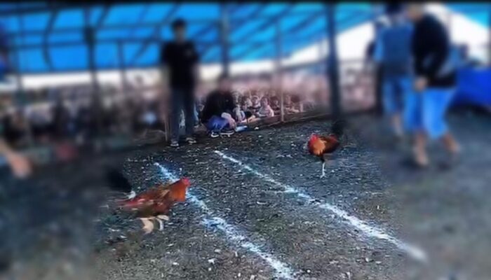 Polres Morowali Melaksanakan Penegakan Hukum (GAKUM) Terhadap  Perjudian Sabung Ayam
