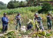 Dukung Ketahanan Pangan, Anggota Satgas TMMD Bantu Warga Panen Jagung 