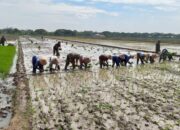 Babinsa Bergelut dengan Lumpur, Semangat Tanam Padi Bersama Petani