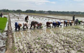 Babinsa Bergelut dengan Lumpur, Semangat Tanam Padi Bersama Petani