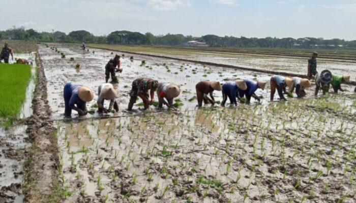 Babinsa Bergelut dengan Lumpur, Semangat Tanam Padi Bersama Petani