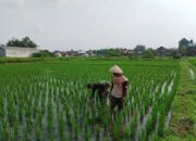 Babinsa Sananwetan Dampingi Petani Penyiangan Gulma Di Lahan Pertanian