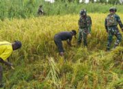 Satgas Yonif 123/Rajawali Bantu Panen Padi Warga di Kampung Emnam, Papua Selatan  