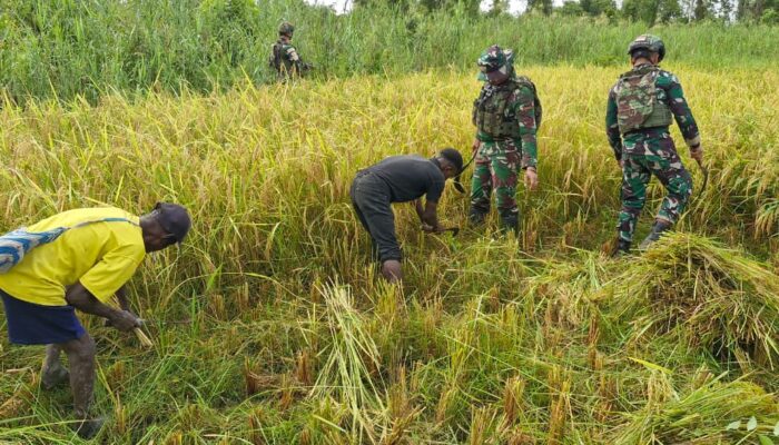 Satgas Yonif 123/Rajawali Bantu Panen Padi Warga di Kampung Emnam, Papua Selatan  
