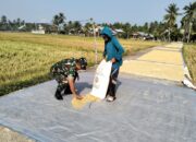 Babinsa Dampingi Warga Jemur Padi, Wujud Kepedulian di Musim Panen
