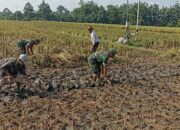 Babinsa Turun Langsung Bantu Petani Mencangkul Sawah