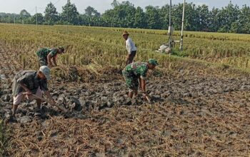 Babinsa Turun Langsung Bantu Petani Mencangkul Sawah