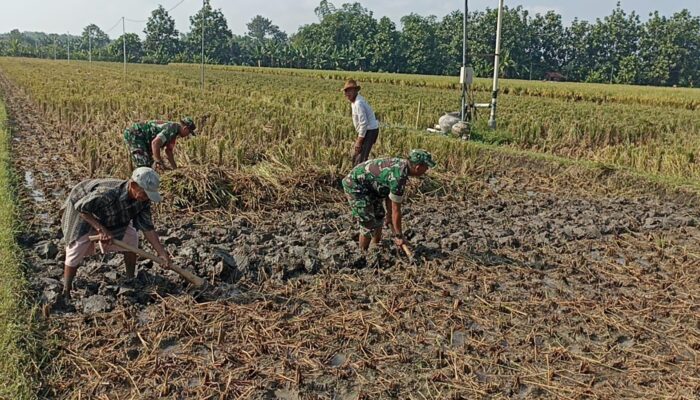 Babinsa Turun Langsung Bantu Petani Mencangkul Sawah