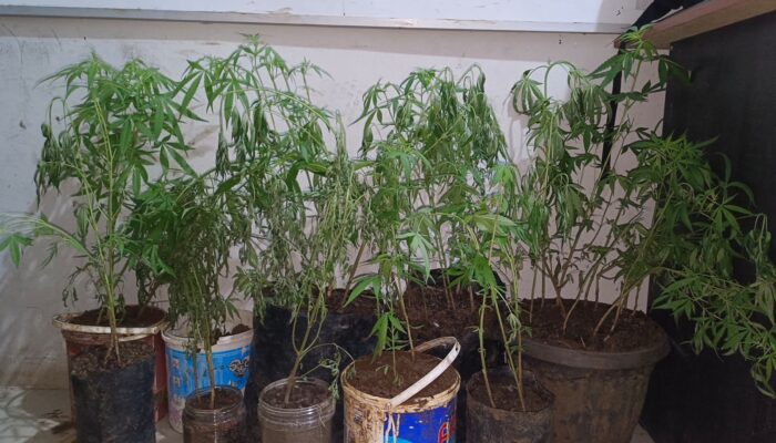 Tanam Ganja di Dapur dan Simpan Sabu, Tersangka di Empat Lawang Ditangkap