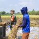 Wujud Nyata Babinsa Kaliboto Bersama Petani Laksanakan Panen Padi, Dukung Ketahanan Pangan Desa