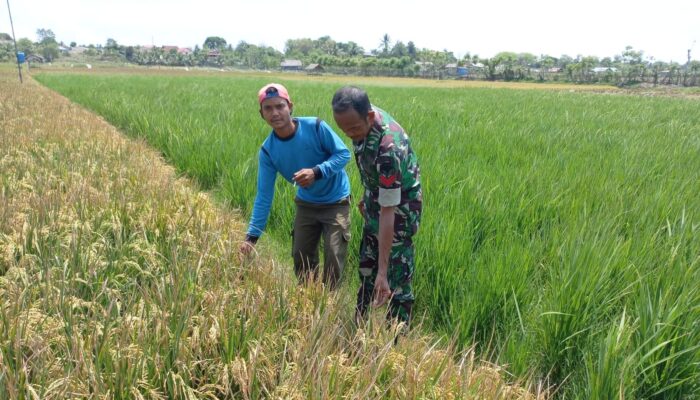 Wujud Nyata Hanpangan, Babinsa Pastikan Padi Paloh Lada Tumbuh Maksimal