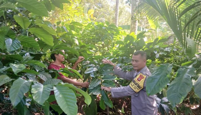 Dukung Ketahanan Pangan, Bhabinkamtibmas Desa Pajahan Sambangi Petani di Subak Abian Amerta Karya