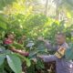 Dukung Ketahanan Pangan, Bhabinkamtibmas Desa Pajahan Sambangi Petani di Subak Abian Amerta Karya