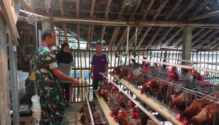 Dukung UMKM Warga, Babinsa Purwantoro Sambangi Peternak Ayam Petelur