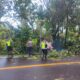 Respon Cepat Polsek Selemadeg barat Evakuasi pohon tumbang di Jalur Denpasar-Gilimanuk