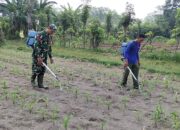 Babinsa Kandangan Dampingi Petani Lakukan Penyemprotan POC Untuk Tingkatkan Pertumbuhan Jagung