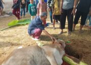 Musala Al-Warti Laksanakan Ibadah Qurban, Sembelih 2 Ekor Sapi dan 1 Ekor Kambing