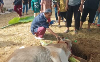 Musala Al-Warti Laksanakan Ibadah Qurban, Sembelih 2 Ekor Sapi dan 1 Ekor Kambing