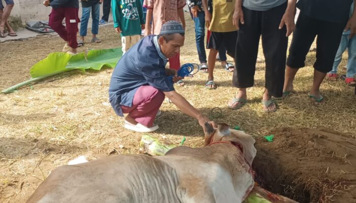 Musala Al-Warti Laksanakan Ibadah Qurban, Sembelih 2 Ekor Sapi dan 1 Ekor Kambing