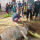 Musala Al-Warti Laksanakan Ibadah Qurban, Sembelih 2 Ekor Sapi dan 1 Ekor Kambing