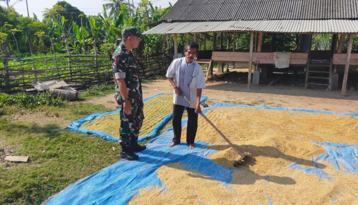 Jaga Kualitas Hasil Panen, Serka Wahyudi Dampingi Petani Jemur Padi