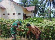 Babinsa Bantu Petani Bersihkan Gulma, Dukung Perawatan Tanaman Gambas di Cot Girek