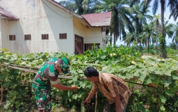 Babinsa Bantu Petani Bersihkan Gulma, Dukung Perawatan Tanaman Gambas di Cot Girek