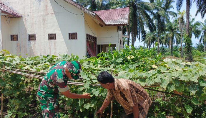 Babinsa Bantu Petani Bersihkan Gulma, Dukung Perawatan Tanaman Gambas di Cot Girek