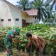 Babinsa Bantu Petani Bersihkan Gulma, Dukung Perawatan Tanaman Gambas di Cot Girek