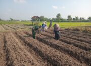 Wujudkan Ketahanan Pangan, Babinsa Pikatan Turun Ke Sawah Dampingi Petani Tanam Jagung