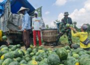 Pemanfaatan Lahan Kompi Produksi Kodim 0808/Blitar di Srengat Sukses Panen 10 Ton Semangka