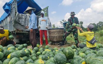 Pemanfaatan Lahan Kompi Produksi Kodim 0808/Blitar di Srengat Sukses Panen 10 Ton Semangka
