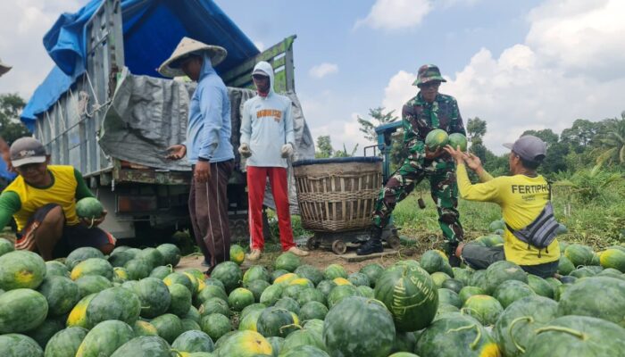 Pemanfaatan Lahan Kompi Produksi Kodim 0808/Blitar di Srengat Sukses Panen 10 Ton Semangka