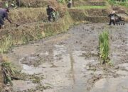 Sinergi Ketahanan Pangan, Babinsa Selorejo Turun Ke Sawah Bantu Warga Siapkan Lahan Padi