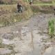 Sinergi Ketahanan Pangan, Babinsa Selorejo Turun Ke Sawah Bantu Warga Siapkan Lahan Padi