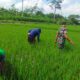Optimalkan Pertumbuhan padi, Babinsa Ngembul Bantu Petani Bersihkan Rumput Liar