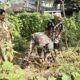 Lestarikan Alam, Babinsa Sidomulyo Sertu Deny Bersama Warga Gelar Aksi Tanam Pohon