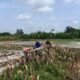 Percepat Masa Tanam, Babinsa Sumberingin Kopda Nizar Dampingi Petani Membajak Sawah