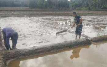 Semangat di Tengah Lumpur, Babinsa Dampingi Petani Siapkan Musim Tanam