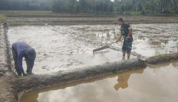 Semangat di Tengah Lumpur, Babinsa Dampingi Petani Siapkan Musim Tanam
