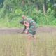 Jaga Kualitas Padi, Koptu Eka Hendarwanto Bantu Petani Bersihkan Hama Keong Dan Gulma Sawah