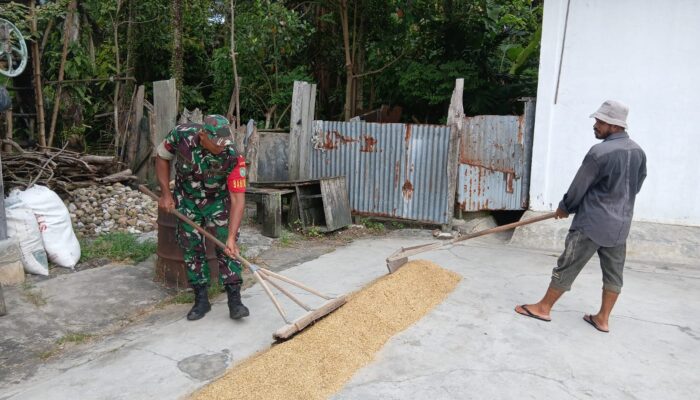 Babinsa Bantu Jemur Gabah, Dampingi Petani Jaga Mutu Hasil Panen
