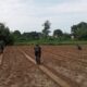 Kodim 0418/Palembang Jadikan Lahan Tidur di Talang Jambi Sebagai Sentra Sayuran Hortikultura