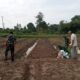 Lahan Terbengkalai Disulap Jadi Kebun Sawi dan Pakcoy, Warga Apresiasi Program TMMD ke-129
