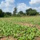 Satgas TMMD Turun ke Sawah, Bantu Warga Tingkatkan Produktivitas Pertanian
