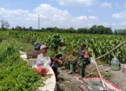 Dukung Ketahanan Pangan, Serka Anton Ady Gelar Komsos Persiapan Panen Jagung Bersama Poktan Rahayu