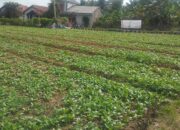 Ketahanan Pangan Jadi Fokus Satgas TMMD Ke-129 di Talang Jambe