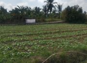 Hari Ke-21 TMMD, Satgas Kodim 0418/Palembang Optimalkan Perawatan Lahan Ketahanan Pangan