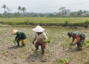 Dukung Ketahanan Pangan, Serka Abdul Salam Turun ke Sawah Bantu Petani Tanam Padi Di Ngadirenggo