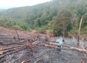 Peduli Wilayah,Babinsa Serda Irham Melaksanakan Pengecekan Situasi Karhutla di Palas